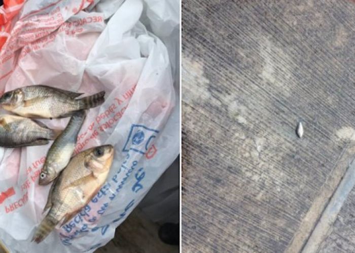 Lluvia de peces en Tampico. Foto: Protección Civil Tamaulipas