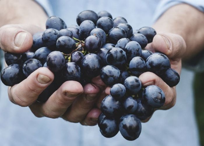 Investigadores encontraron el secreto para evitar que los pulmones se inflamen por la EPOC, se encuentra en las uvas.
