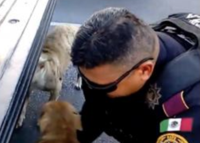 Policía salva la vida a dos perros en Monterrey 
