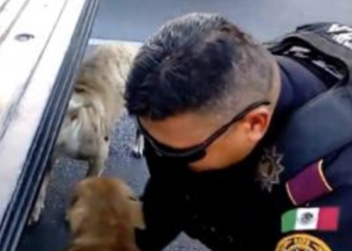 Policía salva la vida a dos perros en Monterrey