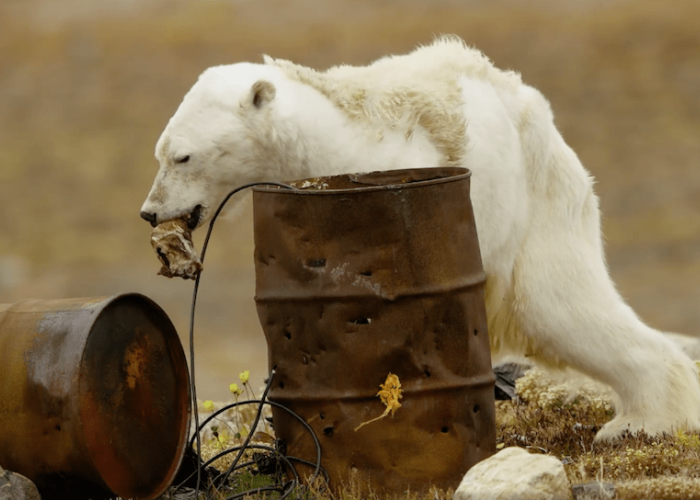 Oso polar antes de morir. Foto: Oso Polar/ Facebook @paulnicklenphoto