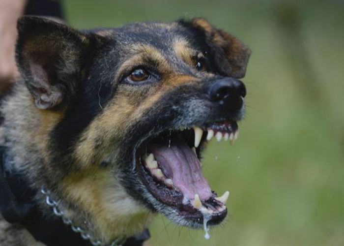 Imagen ilustrativa. Foto: Perro policia/Joint Base Langley-Eustis