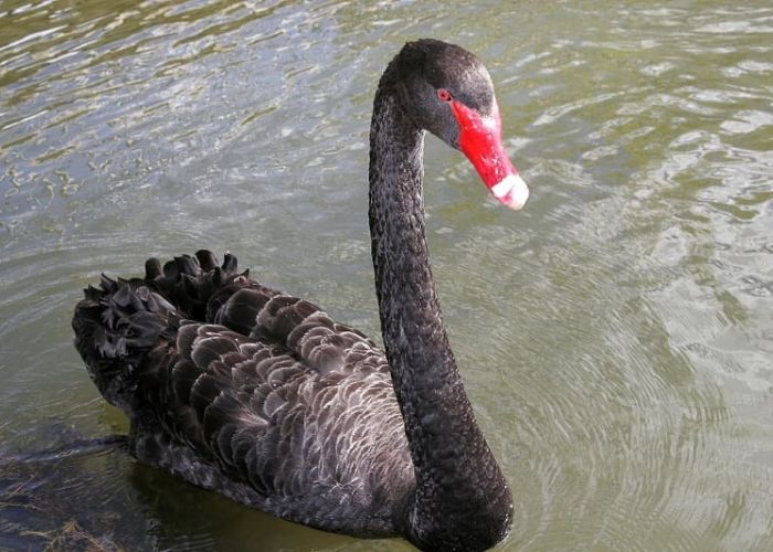 En occidente a mediados del siglo XV no se tenían registros de cisnes negros, ver uno simbolizaba algo imposible.