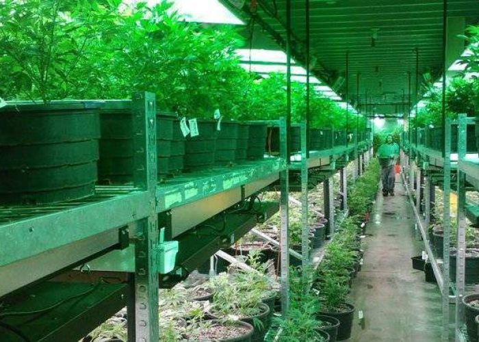En Calfornia, a los productores de marihuana les sale más caro unirse al sistema que permanecer en la ilegalidad