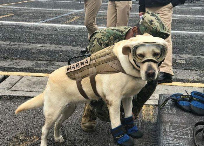 La perrita Frida donó sus botitas de rescatista al Museo del Calzado de la CDMX