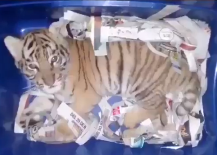 El cachorro de tigre de bangala se hallaba sedado dentro de una caja de plástico para ser enviado.