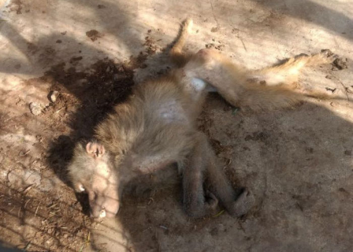 Animales de todo tipo estaban en deplorables condiciones en un zoológico abandonado de Tamualipas