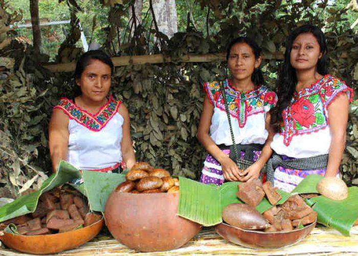 Más del 60% de los idiomas indígenas en México no son aprendidos por los niños de sus comunidades hablantes