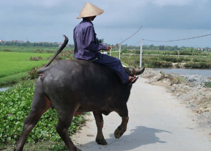La industria farmaceútica veterinaria de México podría encontrar un cliente potencial en Vietnam