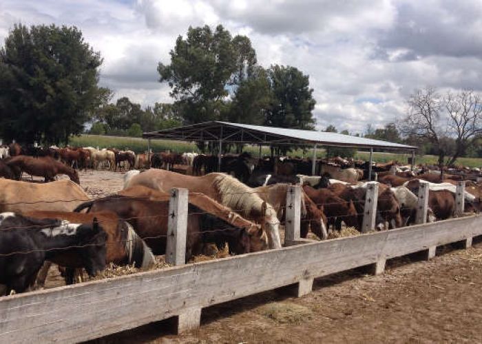 La carne de caballo no es considerada peligrosa, sin embargo, históricamente no ha tenido buena mercadotecnia. Foto: Cárnicos de Jerez.