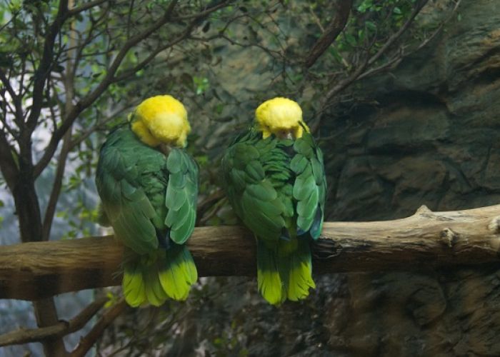 La habilidad para imitar la voz humana es una de las razones de la alta demanda del loro cabeza amarilla, un ave endémica de Tamaulipas que está en peligro de extinción.