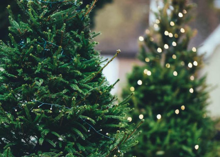 Ambos tipos de árboles navideños -naturales y artificiales- tienen tanto sus ventajas como sus desventajas para el medio ambiente