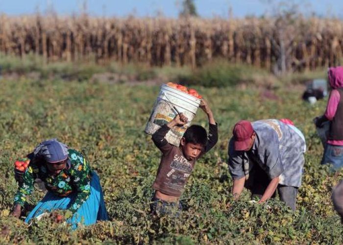 El trabajo infantil se concentra principalmente en el sector agrícola que acapara a 30% de los menores, una actividad no permitida (Imagen: @desinformemonos)