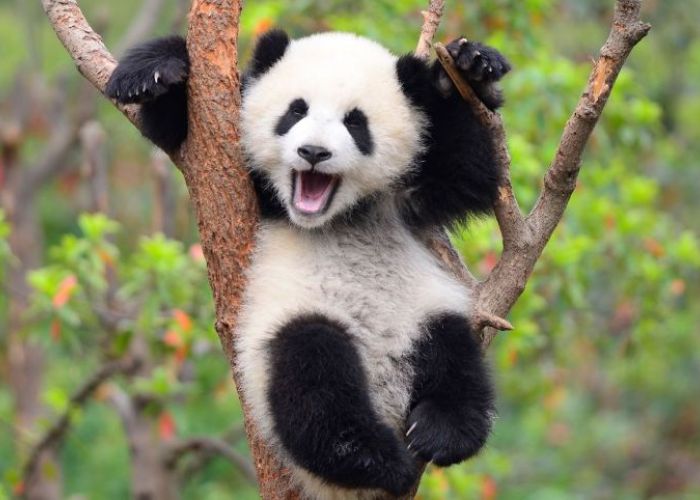 China planea construir un parque nacional de pandas gigantes para fomentar la reproducción entre las poblaciones silvestres existentes. 