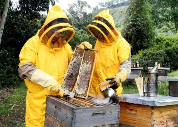 La población mundial de abejas se ha reducido entre 50 y 80% en años recientes.
