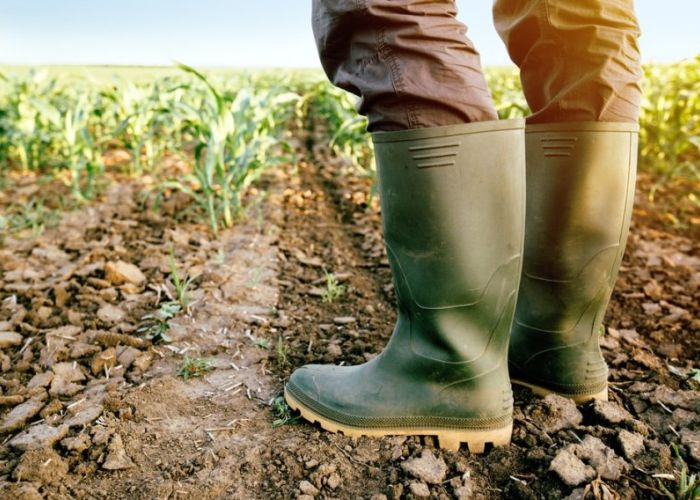 La sequía ha azotado estados agrícolas como Sinaloa -principal productor de jitomate del país- Guanajuato, Guerrero, Oaxaca y Michoacán (Foto: Senado de la República)