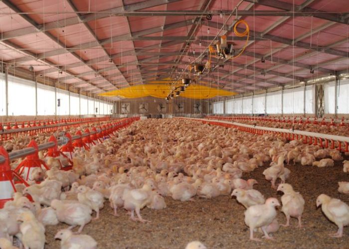 En el último año el precio del pollo registró uno de sus mayores episodios inflacionarios que se recuerden (Foto: Gobierno de México)