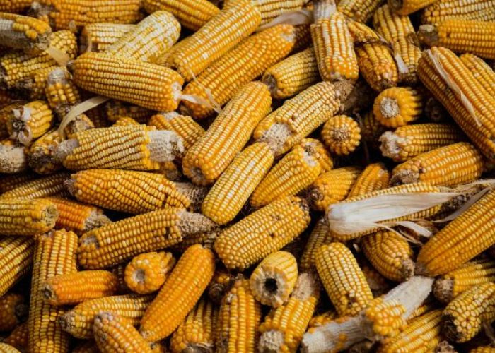 El cultivo de maíz se ha encarecido 18% en el país según el INPP. 