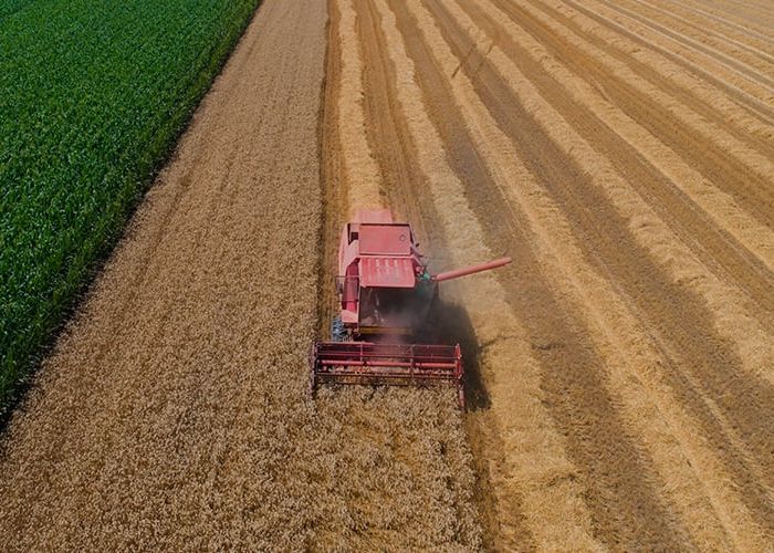 El aguacate es todavía el producto más valioso de la balanza de exportaciones agropecuaria (Foto: Cámara de Diputados)