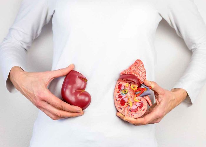El riñón es el segundo órgano más afectado por la Covid-19. (Foto: Flickr)