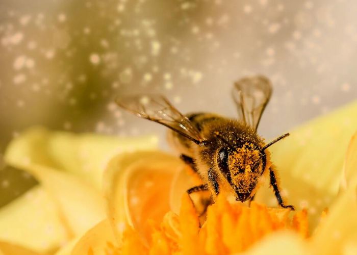 En México, el 88% de cultivos alimentarios dependen de los polinizadores para su producción. (Foto:Pexels)