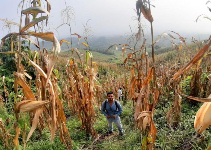 El cambio climático también amenaza la producción agrícola y la seguridad alimentaria de México y el mundo.  (Foto:Gobierno de México)