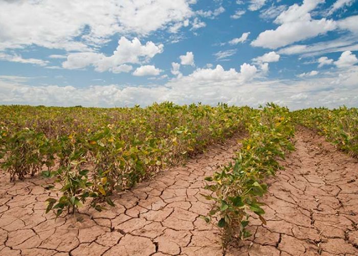 El sector agrícola mexicano ya sufre las consecuencias del cambio climático. (Foto: Gobierno de México)