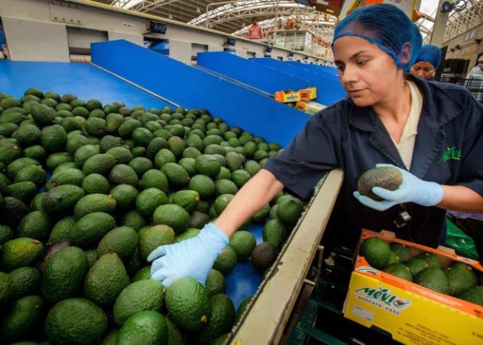 Los precios de alimentos y mercancías alimenticias han registrado fuertes alzas. El aguacate es uno de ellos (Foto: Gobierno de México).