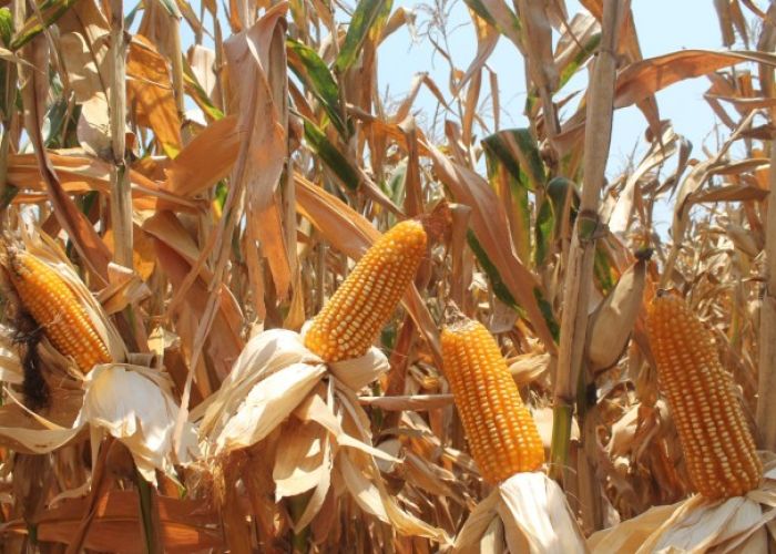 El gobierno mexicano argumenta que el maíz amarillo genéticamente modificado representa riesgos para la salud y medio ambiente. (Foto: Gobierno de México)