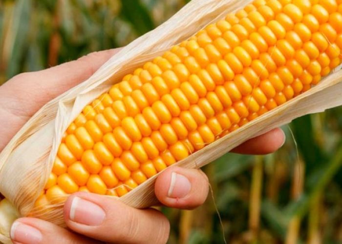 México no es autosuficiente en maíz amarillo, siendo su principal proveedor los EU. (Foto: Secretaría de Economía)