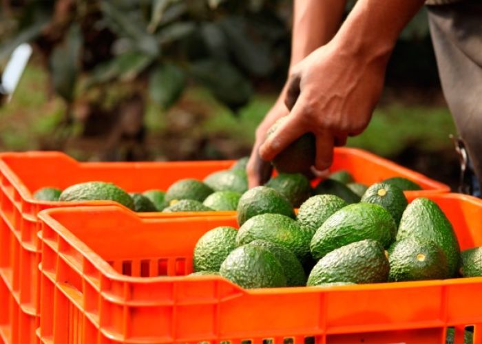 De perder un panel por el tema del maíz amarillo, industriales advierten que podrían haber represalias contra cultivos de alto valor como el aguacate. (Foto: Gobierno de México)