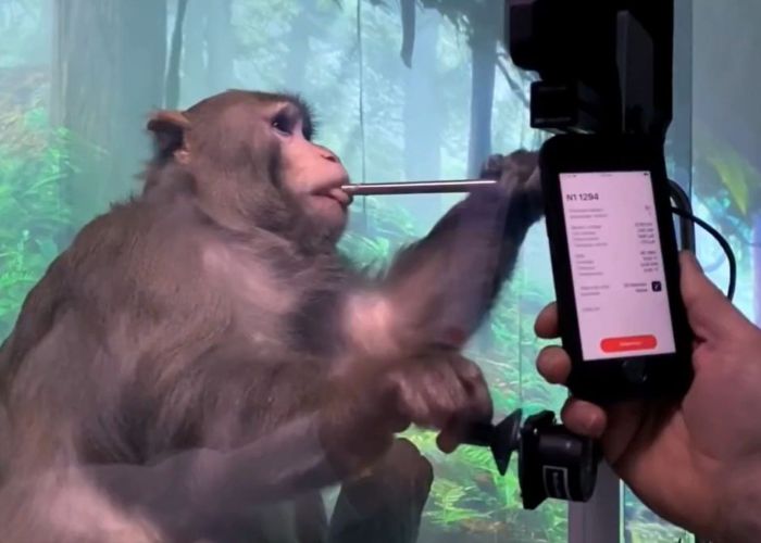 Neuralink ha probado su tecnología con monos, ratas y cerdos. (Imagen: Neuralink)