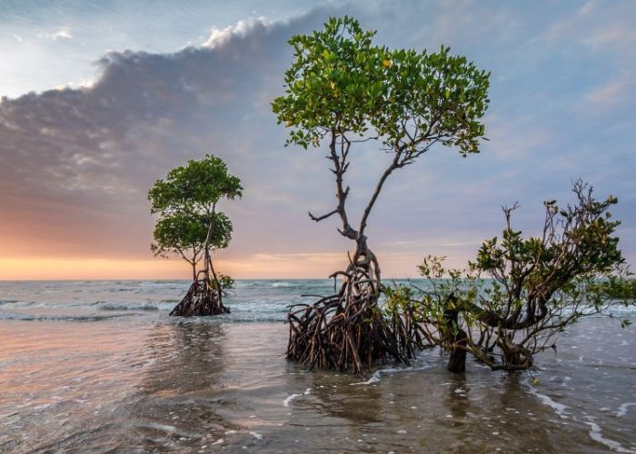 Los estragos del cambio climático en el territorio mexicano se han dejado ver en los últimos años, según los expertos (Foto: Gobierno de México) 