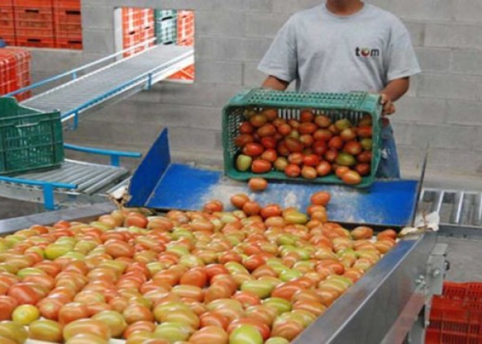 Empacadora de tomates.