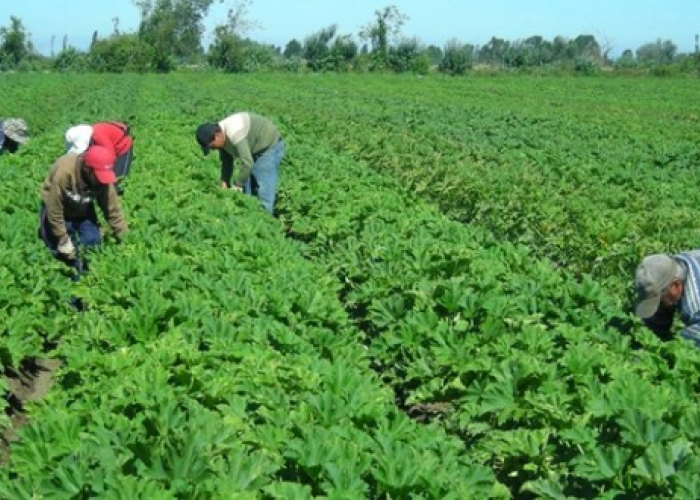 Las lluvias favorecieron al campo.
