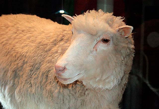 La oveja Dolly fue clonada el 5 de julio de 1996