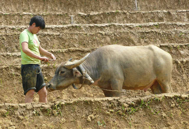 Vietnam tiene un problema grave con el uso desmedido de antibióticos