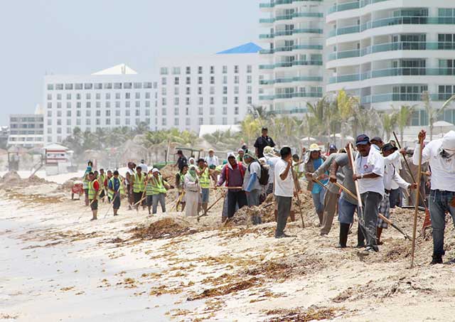 El sargazo ha tenido un alto costo para las playas de Quintana Roo (Foto: Semarnat) 