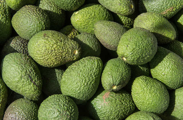 Para los criminales, el aguacate es oro comestible