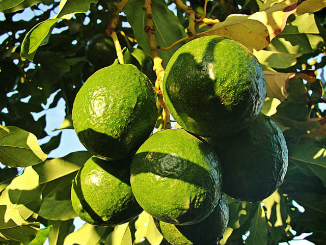 El aguacate se ha encarecido tanto que ya es mercancía digna de robarse