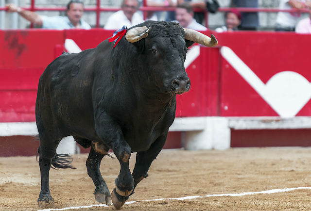 La primera corrida de toros de China sucedió un 23 de octubre