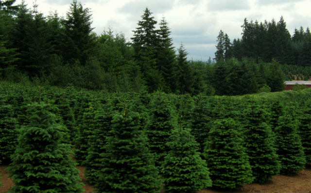 Hay varios factores a considerar cuando se compra un árbol navideño (Foto: Tedder)